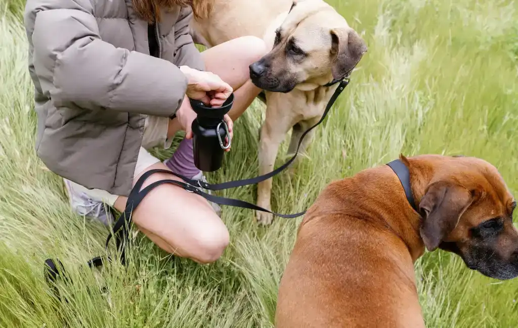 woman and dogs