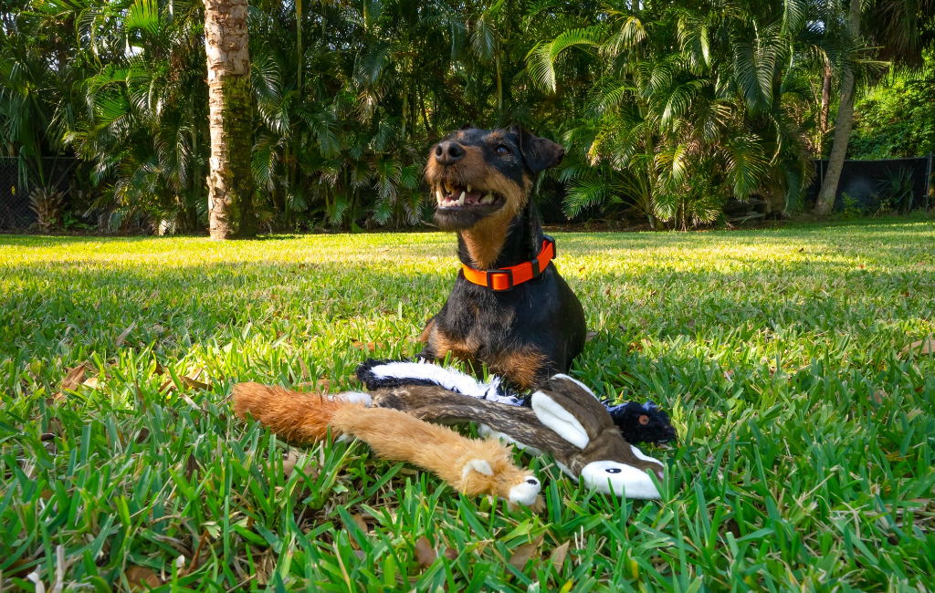 dog with toys