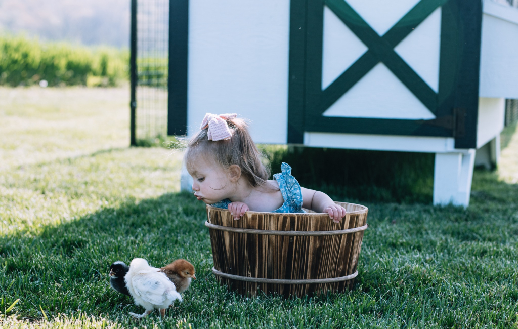 kid and chicks