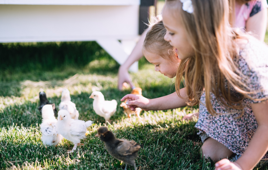 kids playing with chicks