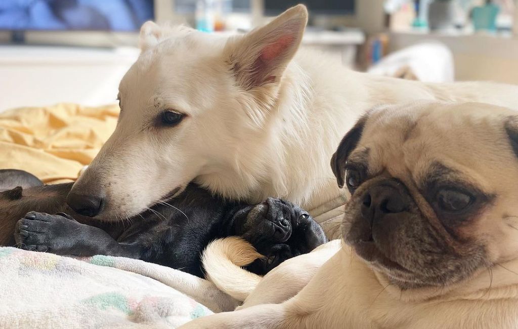 three dogs resting