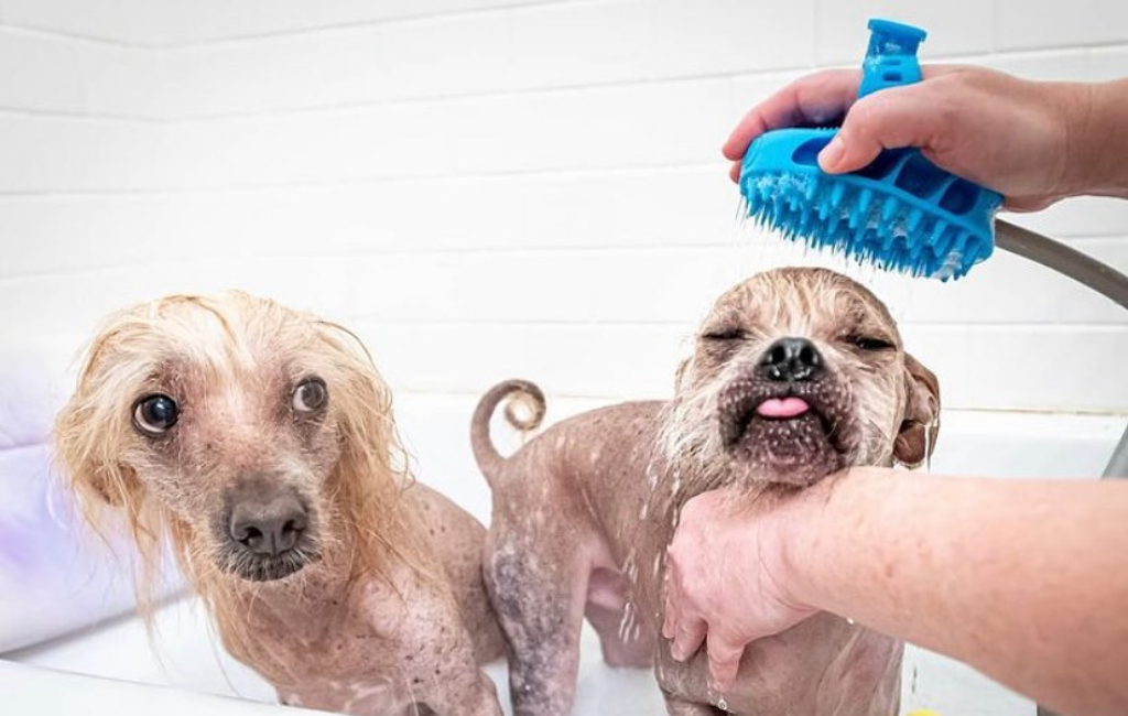 two dogs having bath