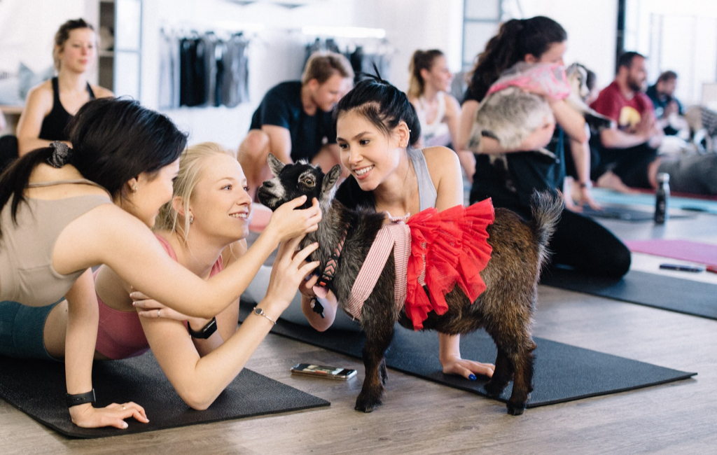 yoga with goat