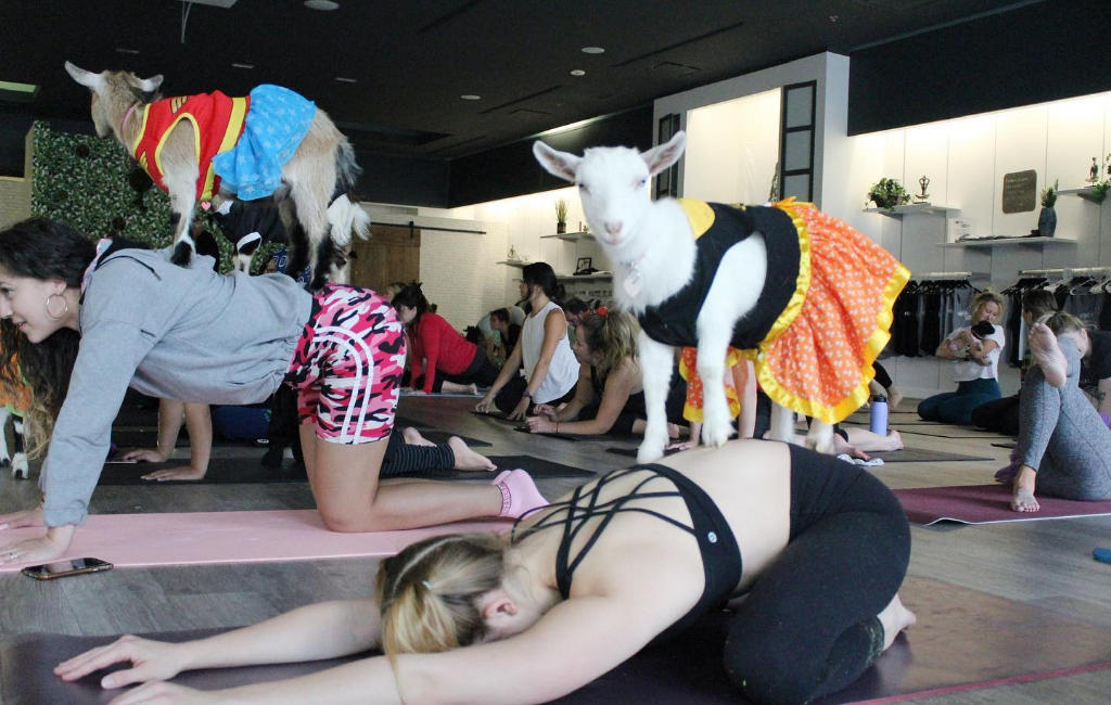 goat yoga