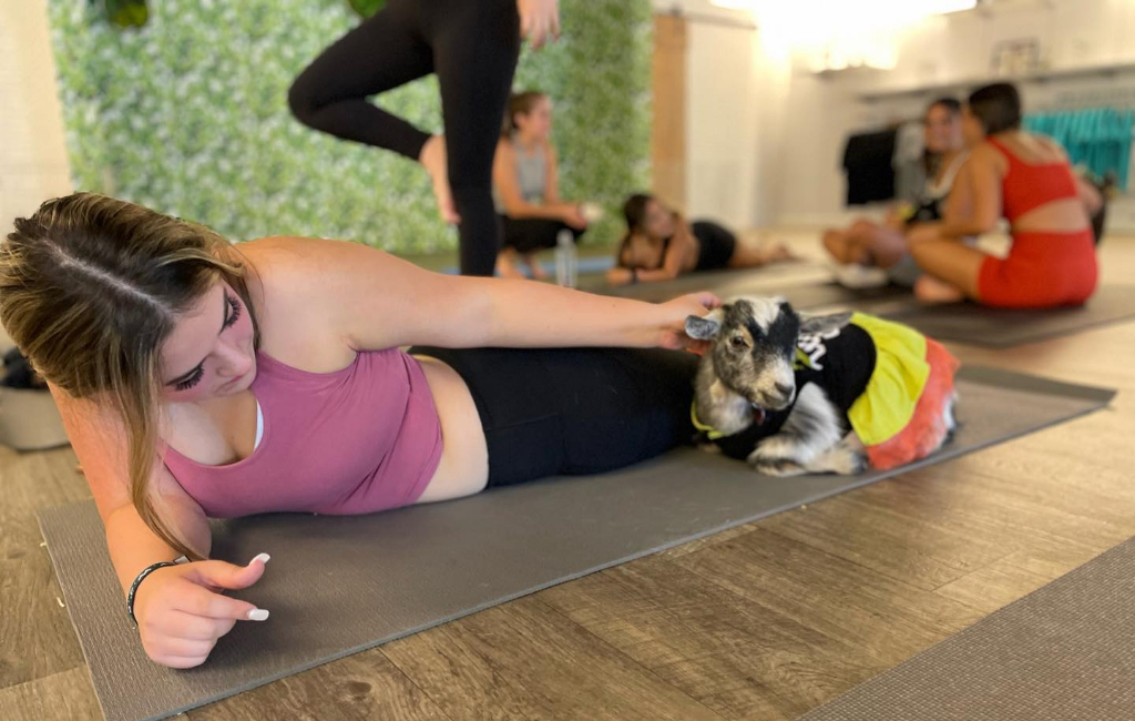 Yoga with goat