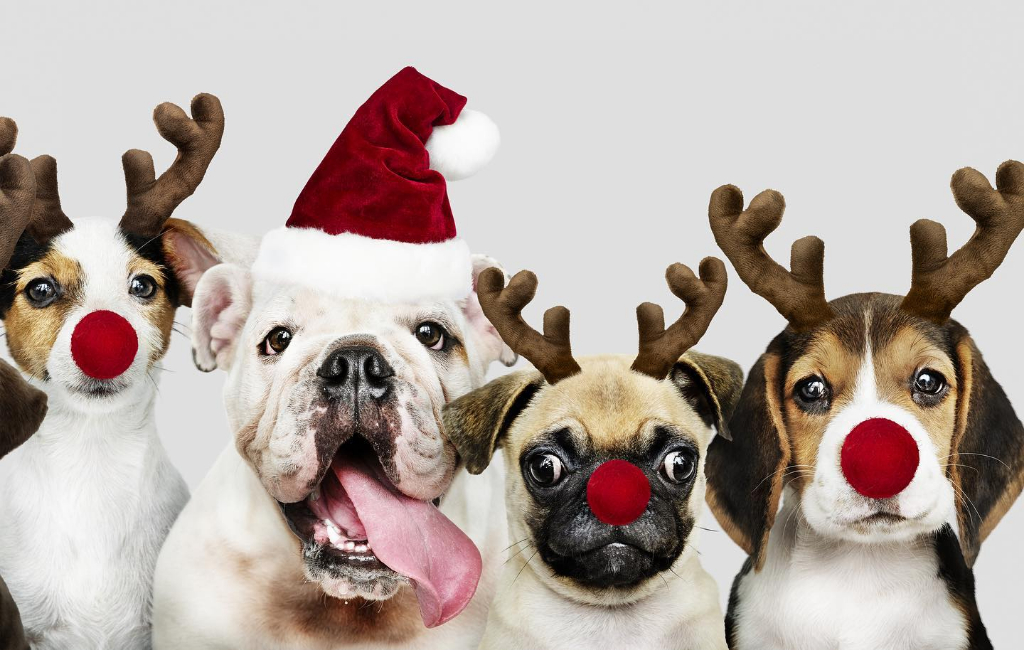 dogs-Christmas-costume