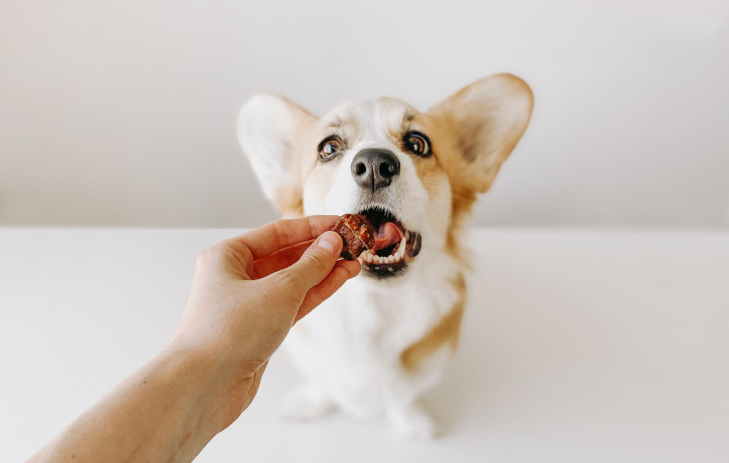 giving snack to dog