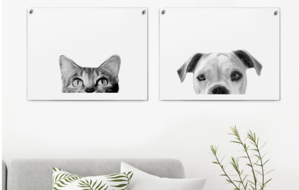 dog and cat photos