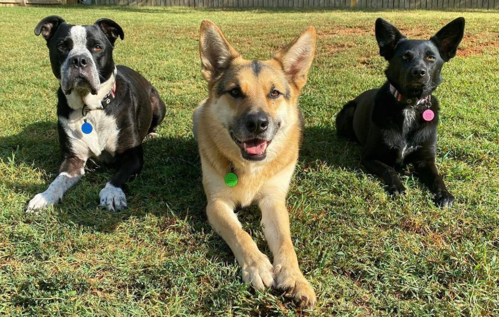 three dogs on the grass