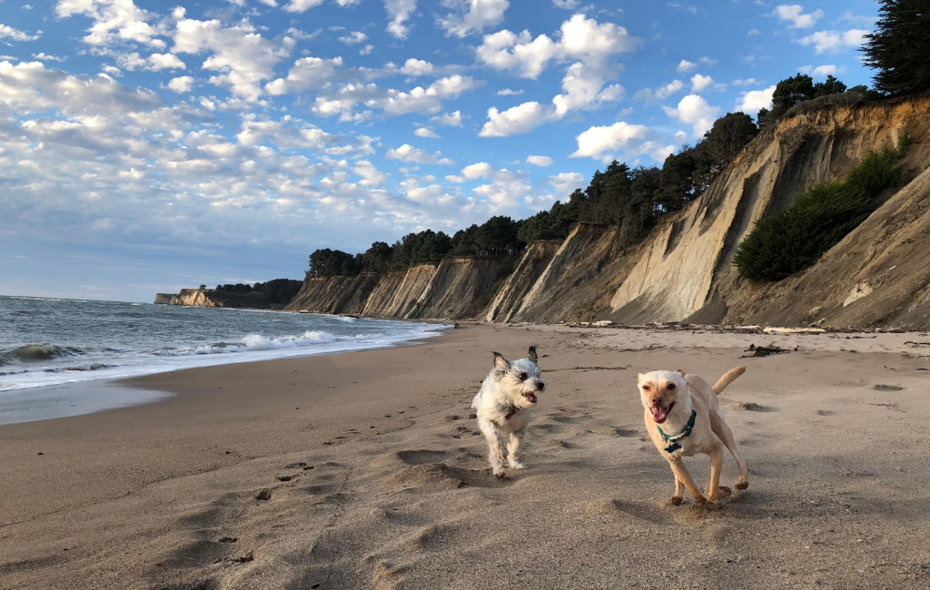 dogs on the beach