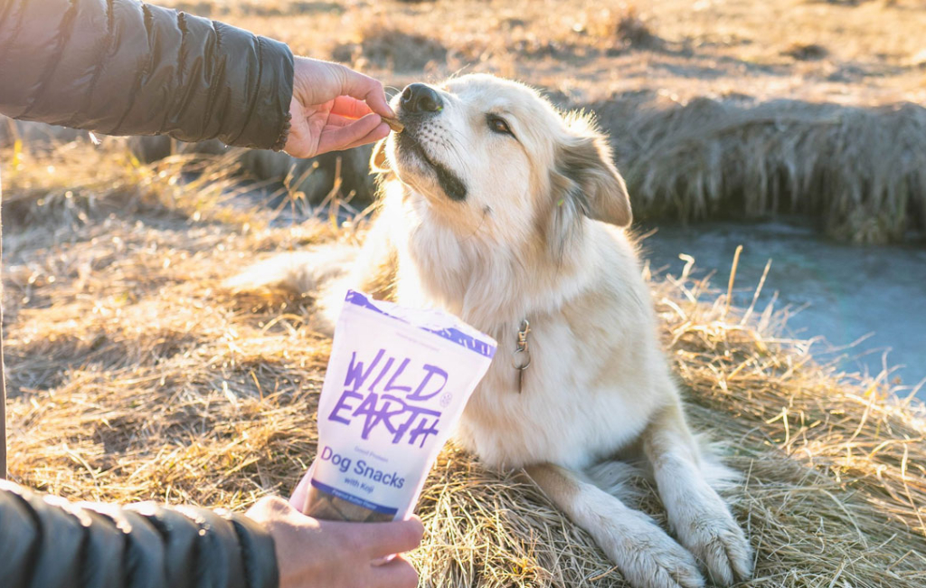 Dogs eating snacks