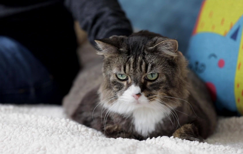 cat on the bed