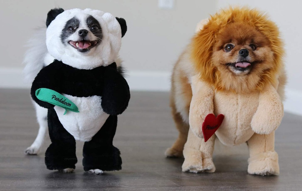 dogs-wearing-pandaloon-pet-costumes