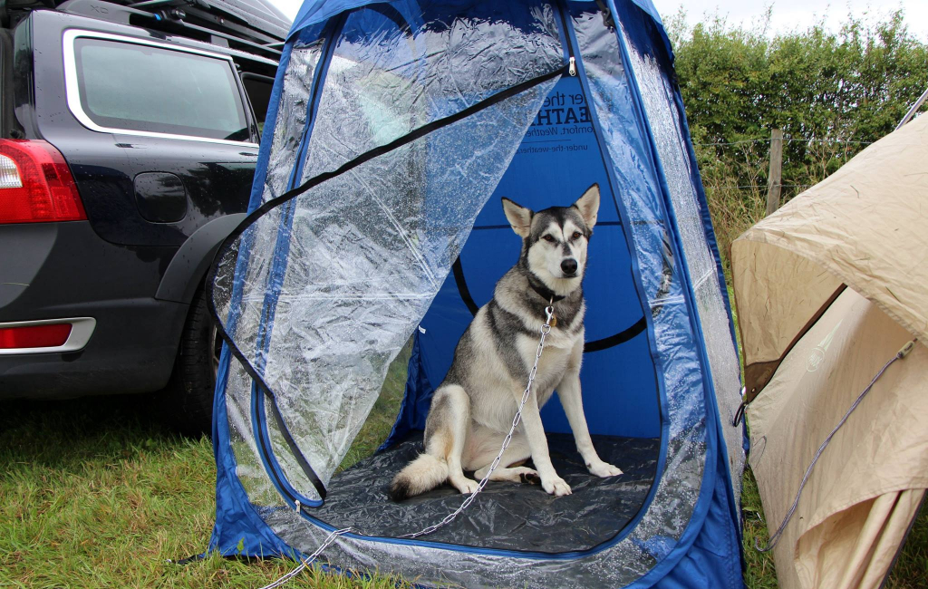 dog in tent