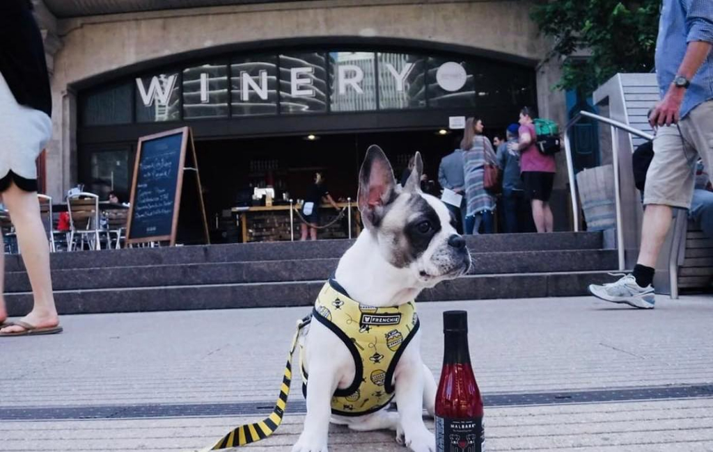 dog-winery