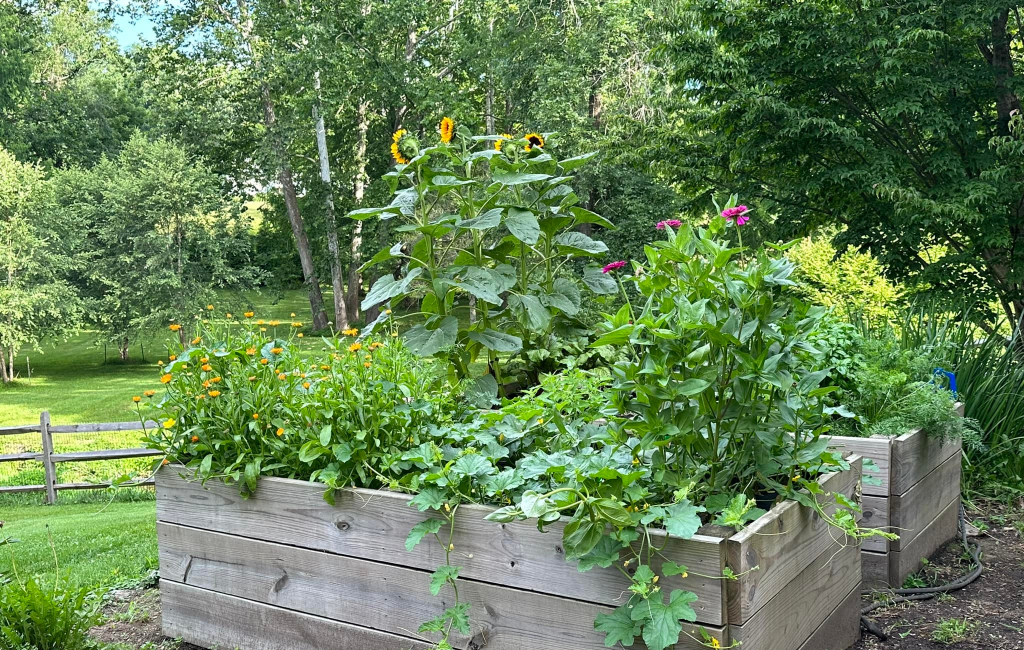 flowers in garden