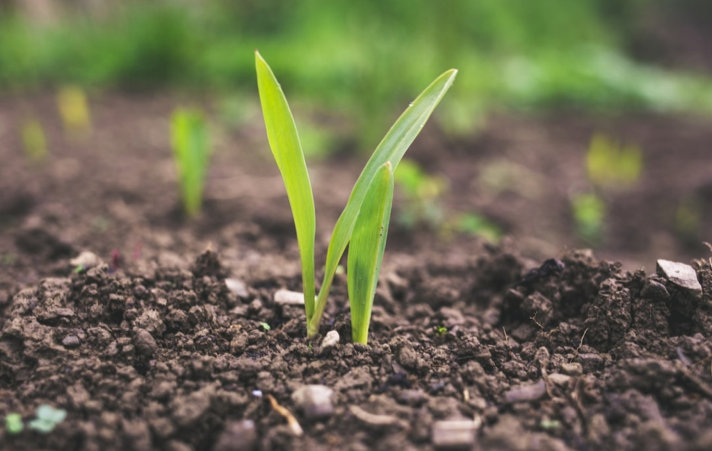 vegetable growth