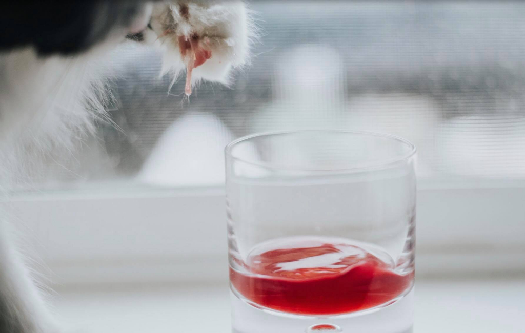 cat drinking wine