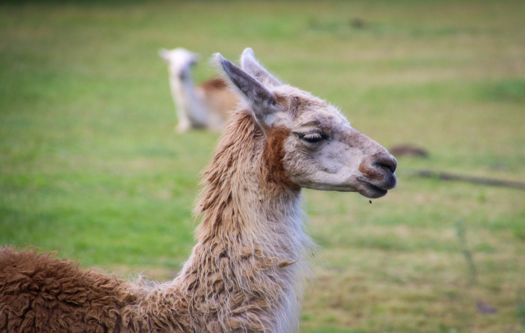 llama outside