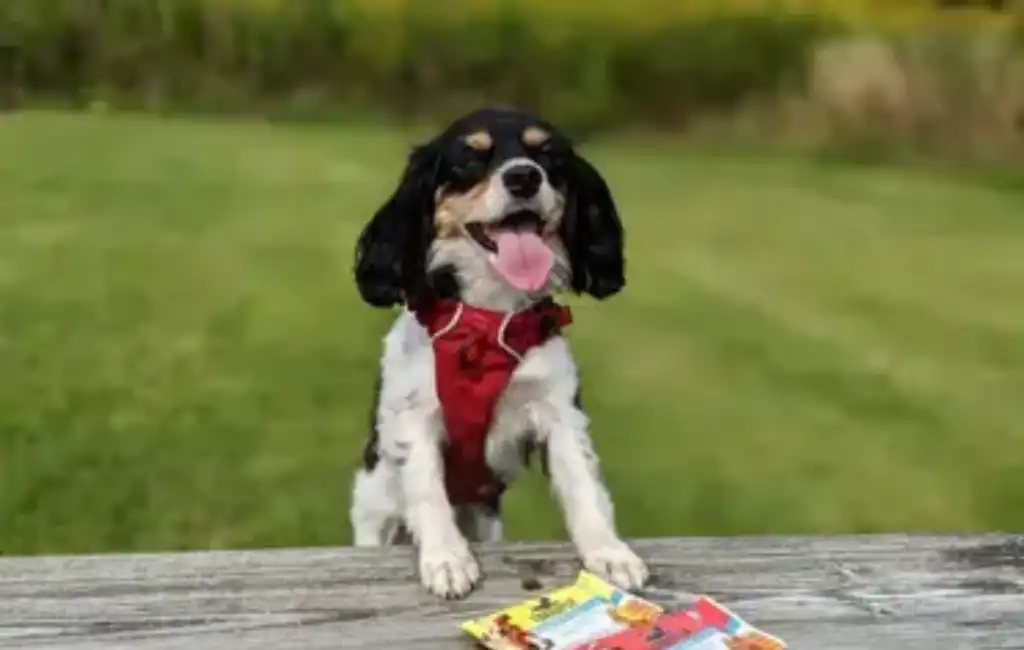 happy dog with food