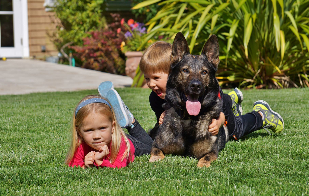 kids playing with dog