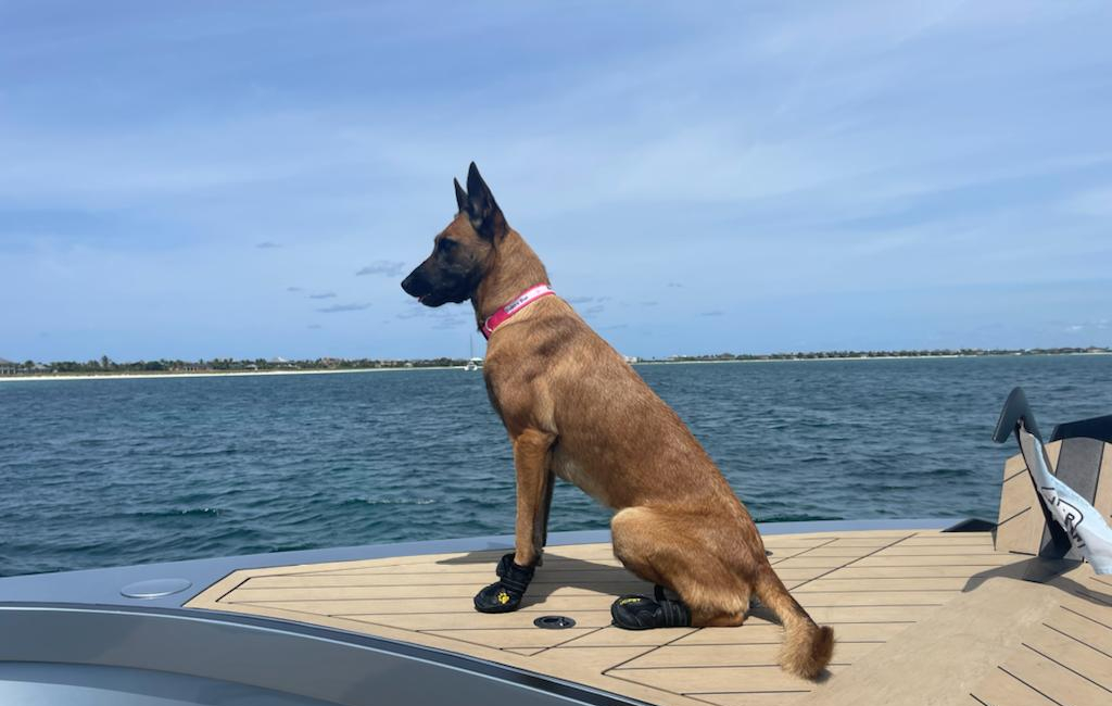 dog on the boat