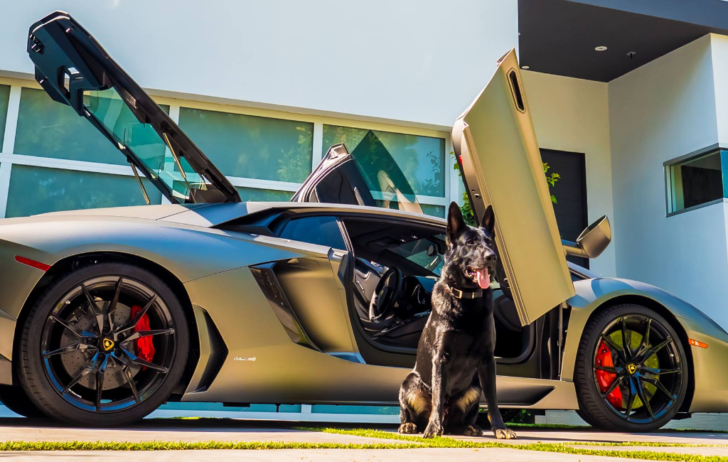 dog guarding a car