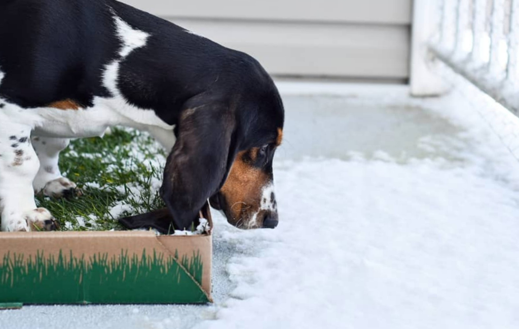 dog-in-snow-and-grass