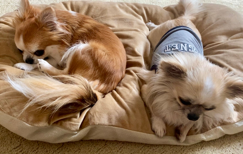 dogs laying on pillow