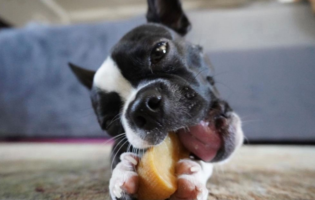 dog with his snack