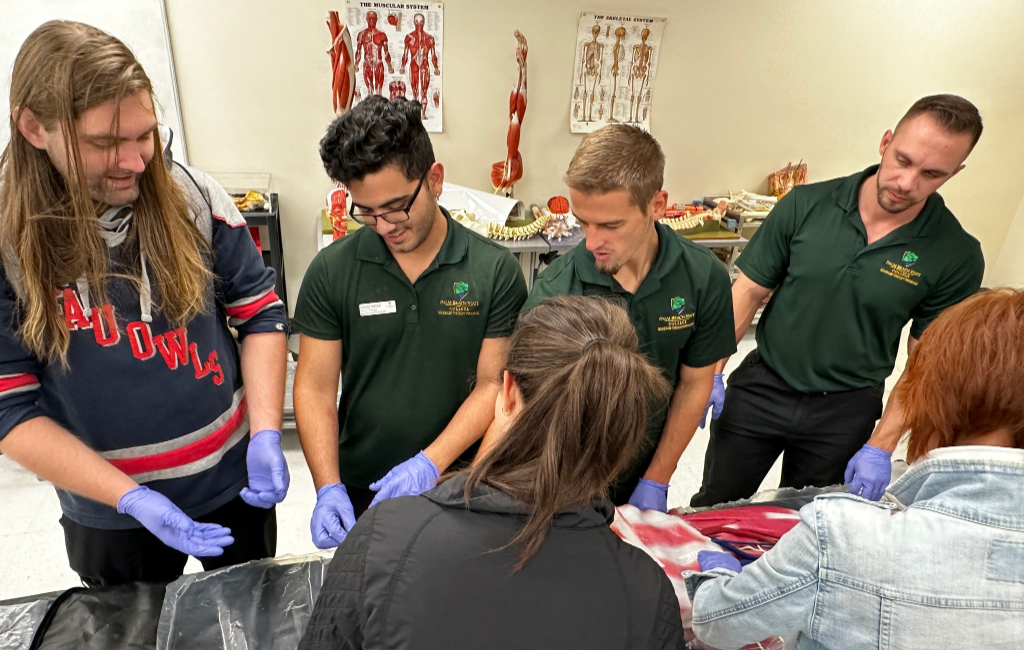 students examine anatomy model