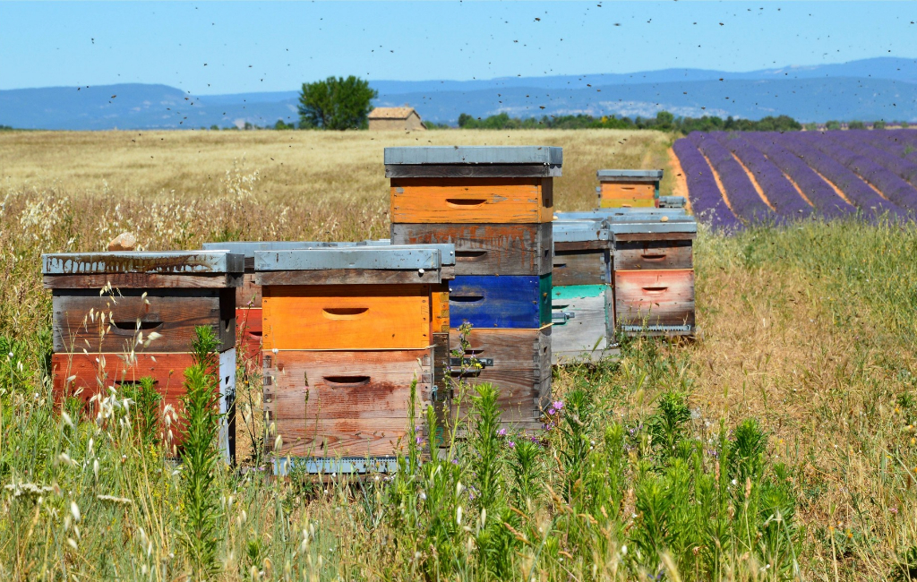 bee hive on the field