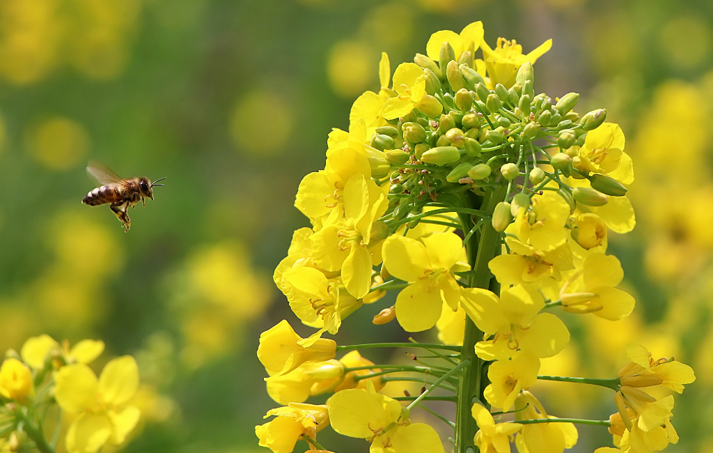 bee-flying-on-flower