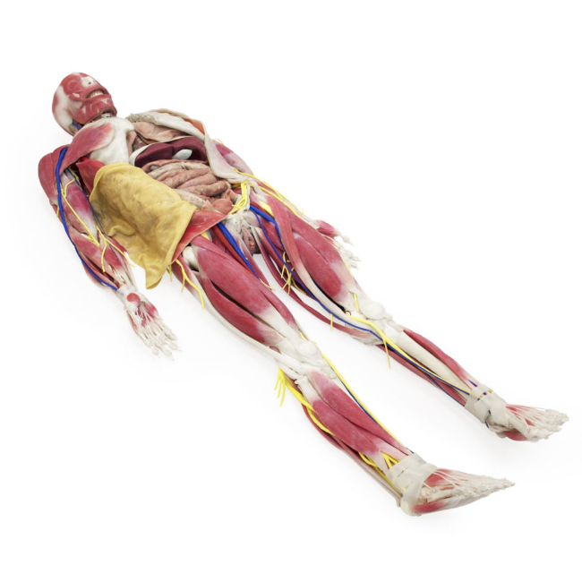 Anatomy-model