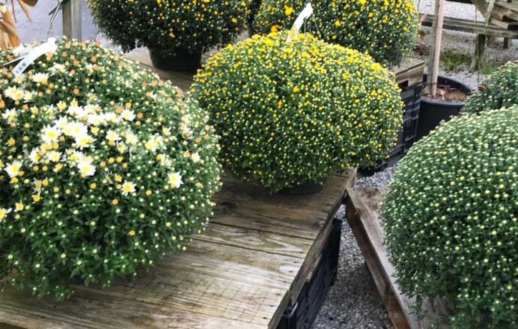 Mums-at-Constantines-With-PittMoss