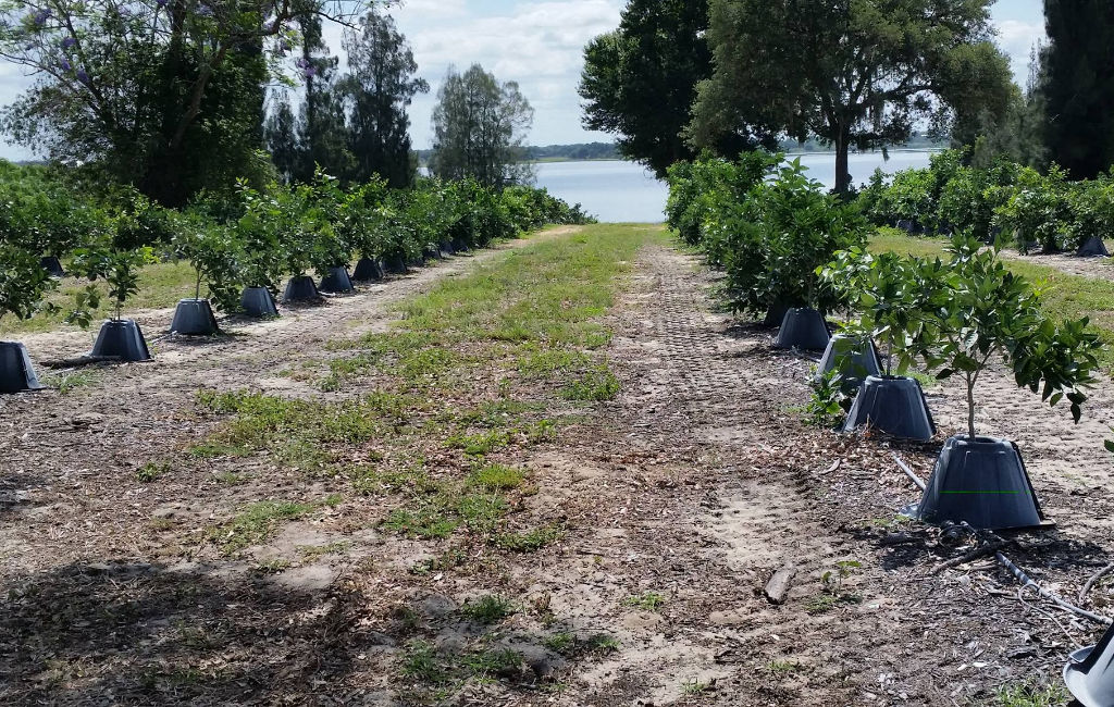 orange-trees-near-water