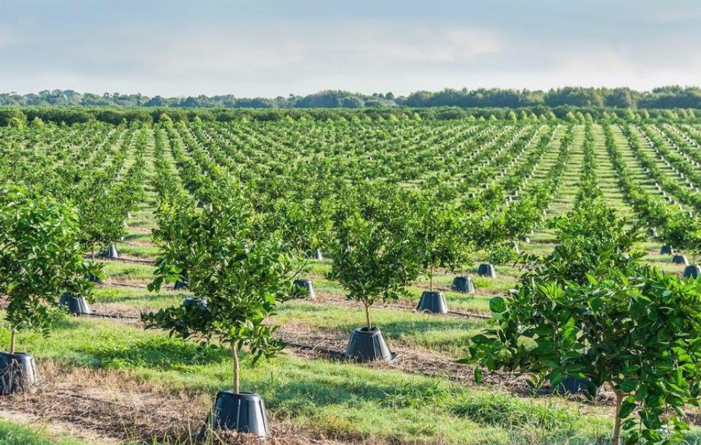 orange-tree-farm