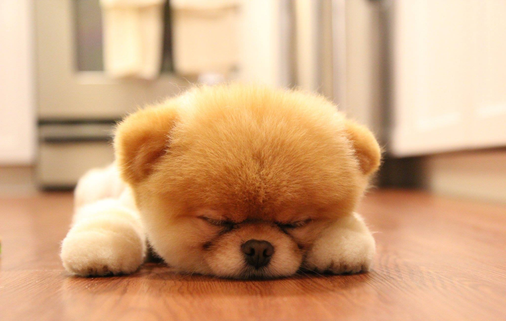 sweet-puppy-sleeping