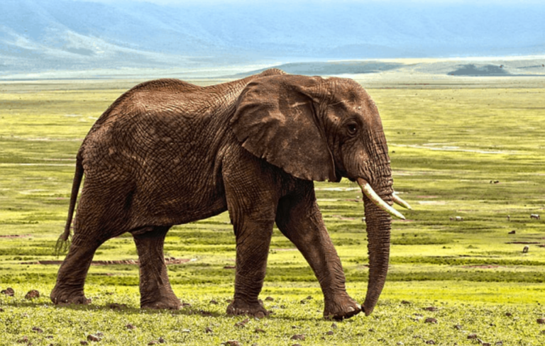 Elephant-in-savanna