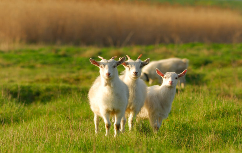 goat-mowing-business