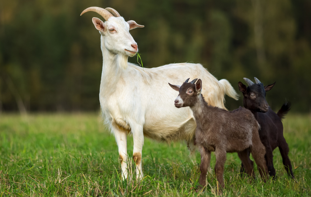 goats-on-grass