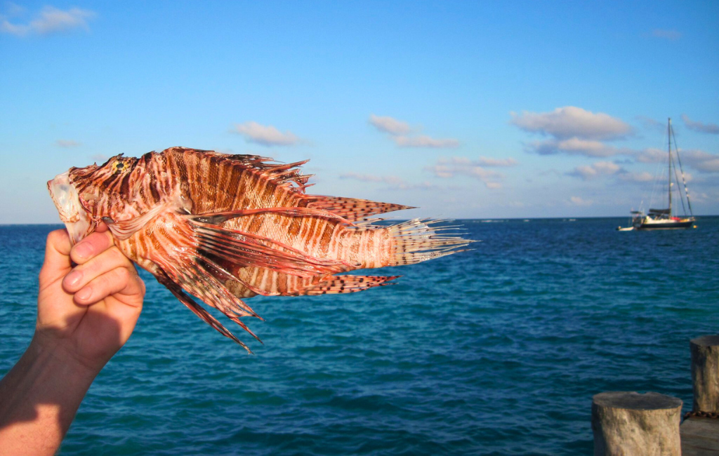 lionfish-traditional-fisheries-closeup (1)