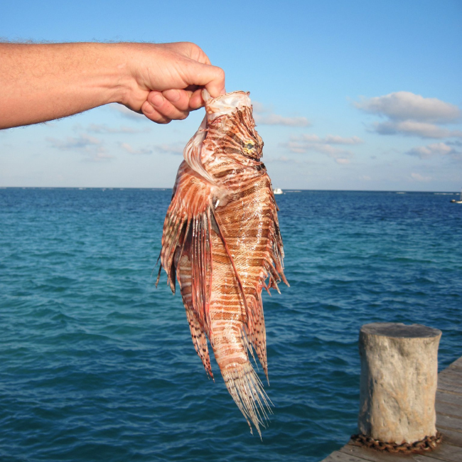 lionfish-traditional-fisheries