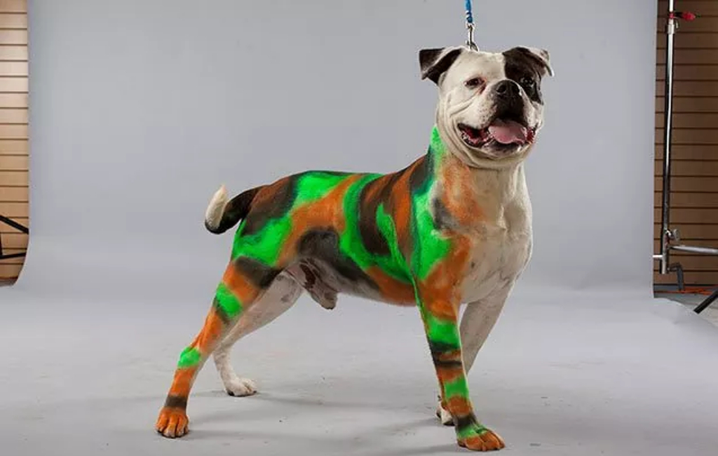 petpaint-halloween