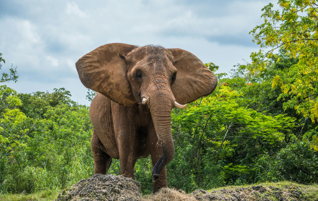 elephant in the forest