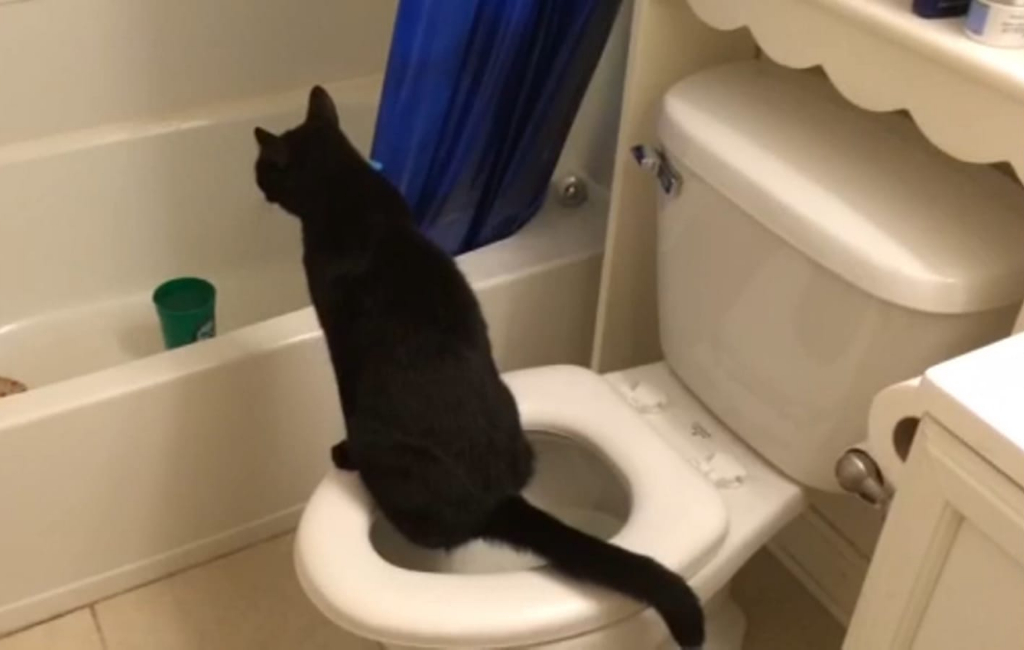 cat-in-toilet