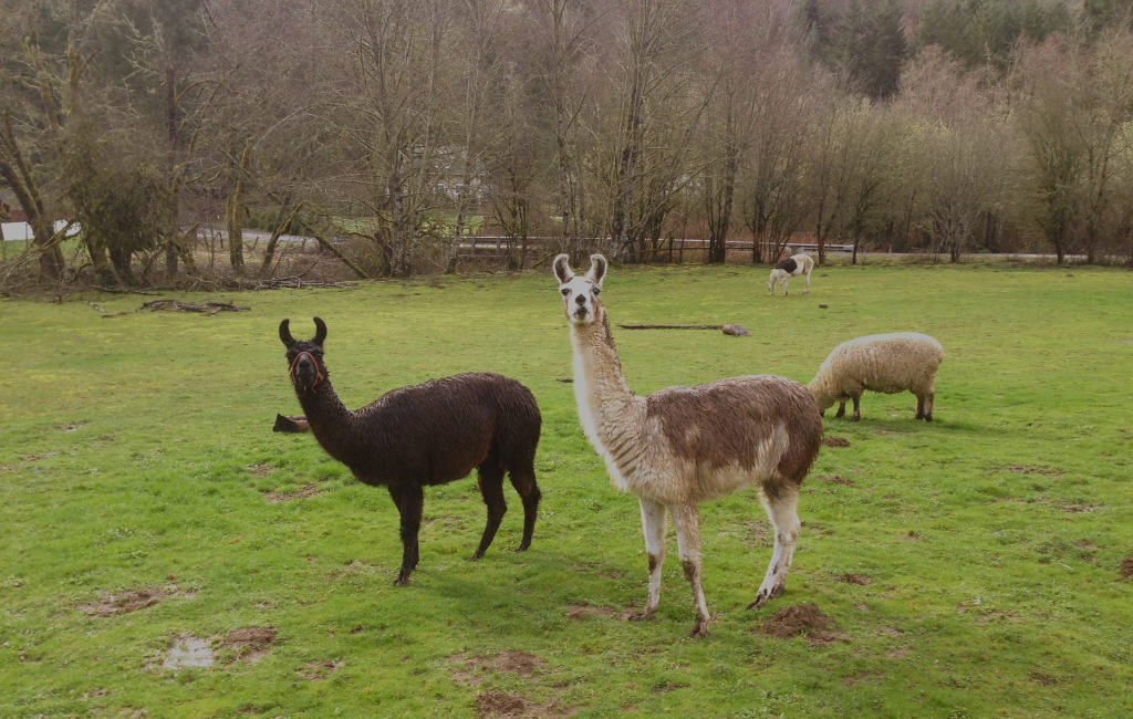 llamas-on-farm