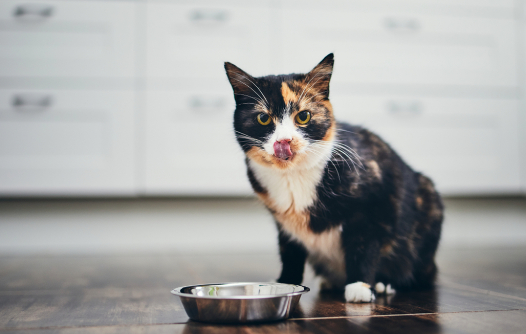 cat-having-a-lunch