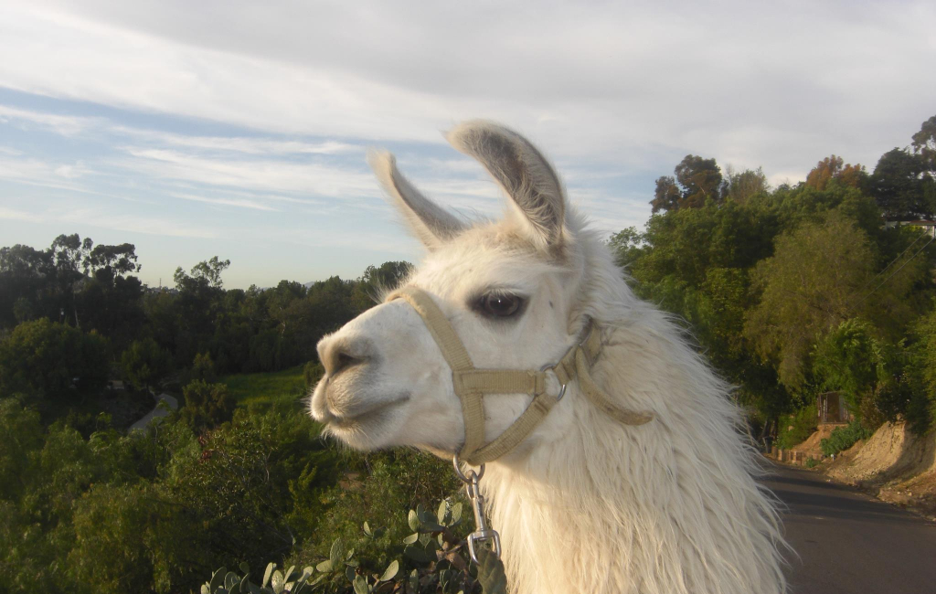 llama-in-nature