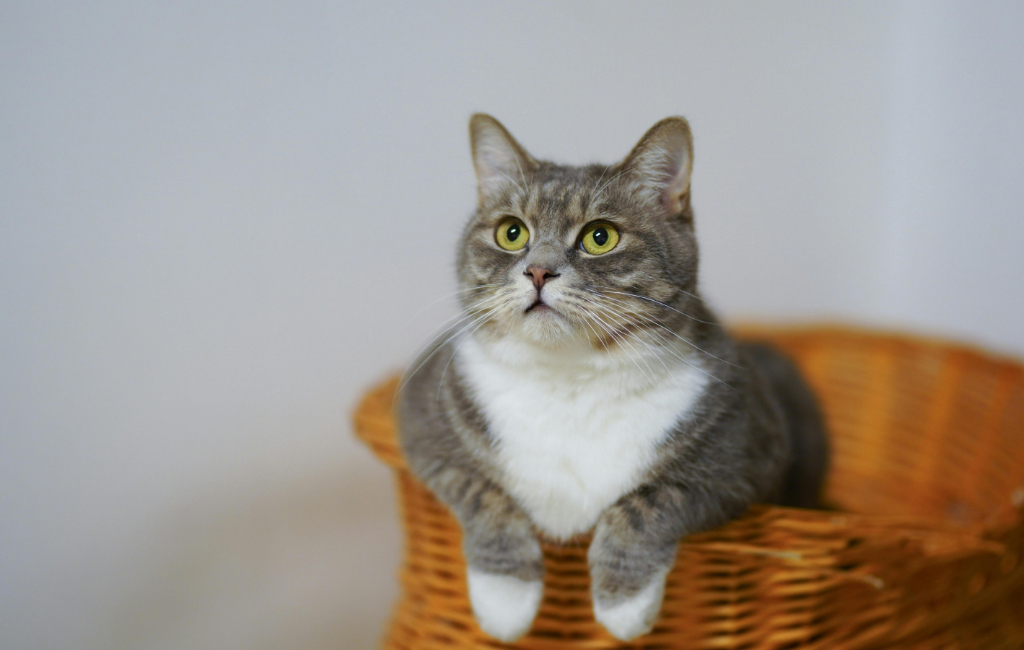 cat-in-basket